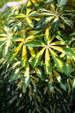 Cassava bitkisi (Manihot esculenta). Yeşil ve sarı yapraklar