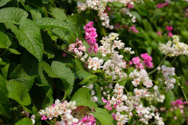 Meksikalı sürüngen, aşk zinciri çiçek, mercan asması.