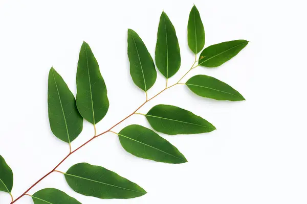 Green Leaves Eucalyptus White — Photo
