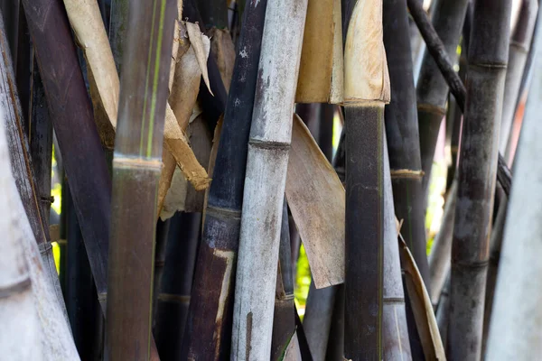 花园里的黑竹子 — 图库照片