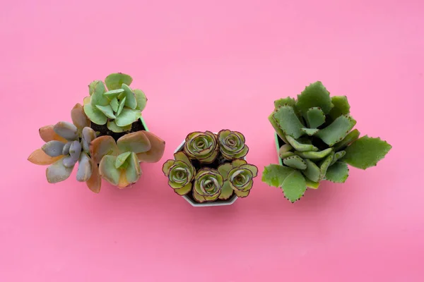 Succulent Plant Pots Pink Background — Stock Photo, Image