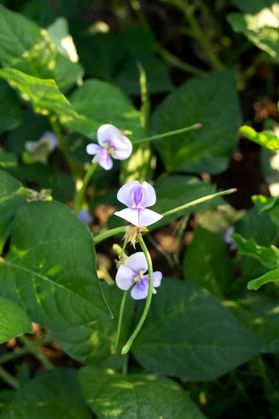 Long Bean Plant Flower Garden — Stock Photo, Image
