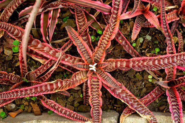 Bromélie Dans Jardin Feuilles Plantes Colorées — Photo