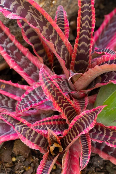 Bromélie Dans Jardin Feuilles Plantes Colorées — Photo