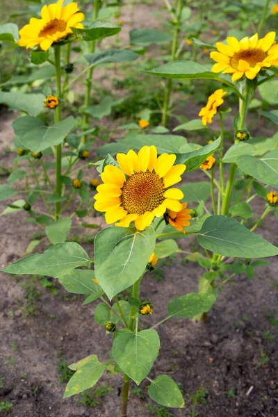 Sunflower Trees Growing Soil — 스톡 사진