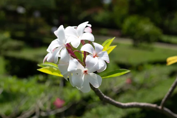 Plumeria Frangipani Flower Тропическое Дерево — стоковое фото