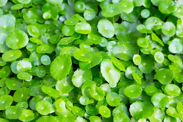 stock image Fresh green centella asiatica leaves