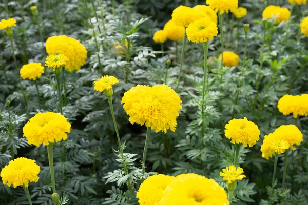 Żółty Nagietek Kwiat Ogrodzie — Zdjęcie stockowe