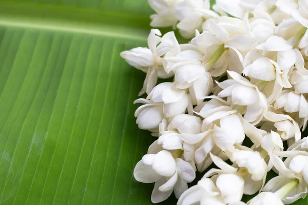 Tayland Beyaz Yasemin Çiçeği Çelengi — Stok fotoğraf