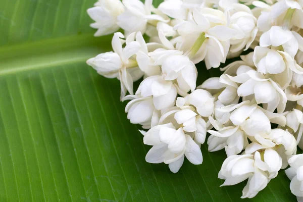 Tayland Beyaz Yasemin Çiçeği Çelengi — Stok fotoğraf