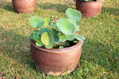 Güzel bir nilüfer. Kavanozdaki nilüfer suyu bitkisi