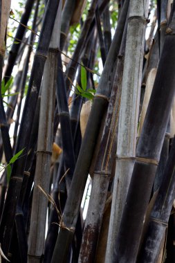 Bahçedeki siyah bambu bitkisi