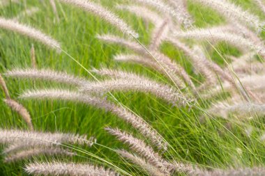 Çeşme otu veya pennisetum alopecuroides