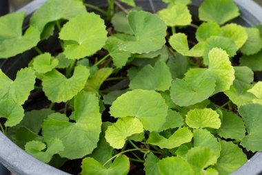 Gotu Kola saksıda yetişiyor.