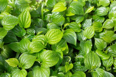 Fresh leaves of wild betel