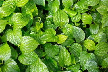 Vahşi betel taze yaprakları