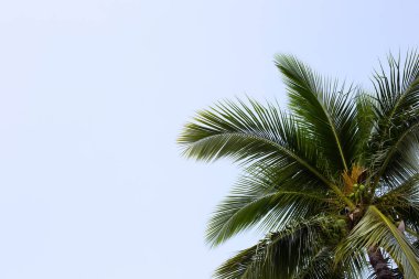 Hindistan cevizi palmiyesi mavi gökyüzü