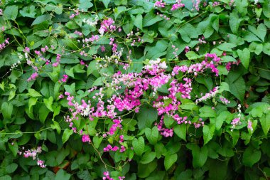 Meksikalı sürüngen, aşk zinciri, mercan sarmaşığı. Pembe çiçek