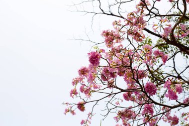 Trompet Ağacı, Pembe Poui, Yeni Dünya Trompeti, Rosy Trompet