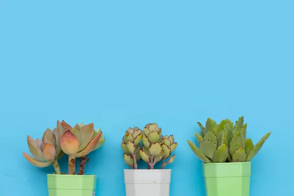 Succulent Plant Pot Blue Background — Stok Foto