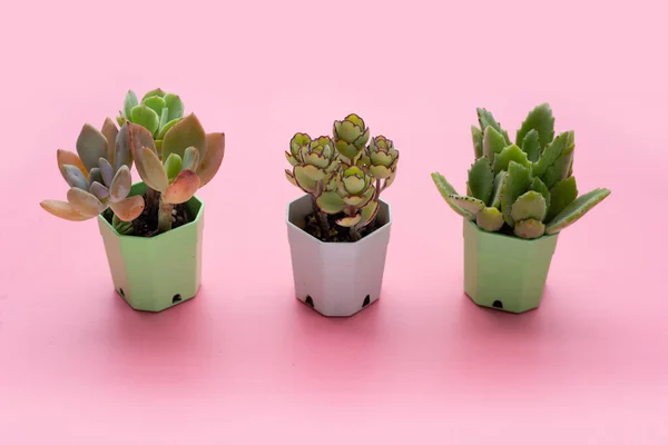 Sappige Plant Potten Roze Achtergrond — Stockfoto