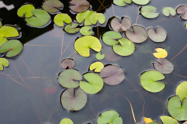 Beautiful Water Lily Lotus Water Plant Pot — Stock Photo, Image