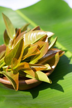 Muz yaprağında Cowa yaprakları