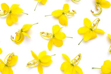 Beyaz arkaplanda Cassia fistül çiçeği.