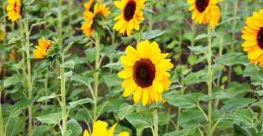 Ayçiçeği alan, güzel yaz manzara.