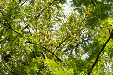 Meyveli Phyllanthus emblica ağacı (Hint Bektaşi üzümü, Amla)