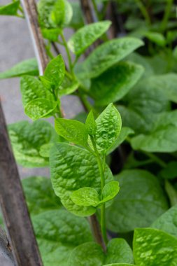 Ceylon spinach or basella rubra linn