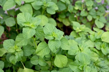 Bahçede Amaranthus Blitum Bitkisi