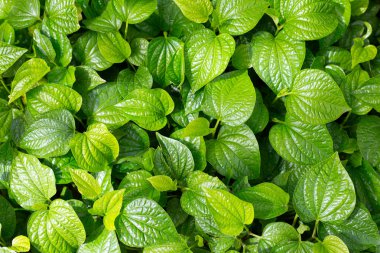 Vahşi betel taze yaprakları