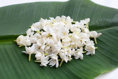Muz yaprağında Tayland yasemin çiçeği