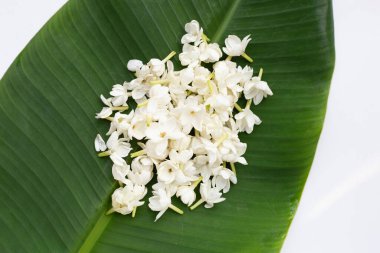Muz yaprağında Tayland yasemin çiçeği