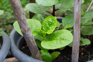Seylan ıspanağı veya basella yakut linn