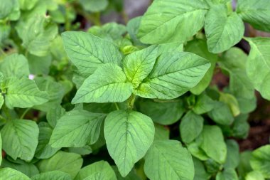 Bahçede Amaranthus Blitum Bitkisi
