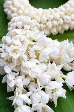 Tayland beyaz yasemin çiçeği çelengi