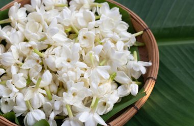 Muz yaprağında Tayland yasemin çiçeği