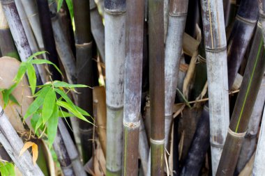 Bahçedeki siyah bambu bitkisi