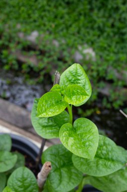 Ceylon spinach or basella rubra linn