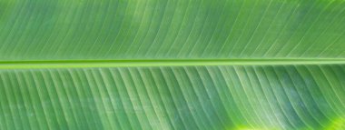 Fresh banana leaf for background.
