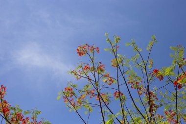 Barbados gurur çiçeği veya cüce puantiyesi, çiçek çiti, cennet çiçeği, tavus kuşunun arması, barbadoların gururu