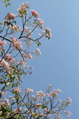 Trompet Ağacı, Pembe Poui, Yeni Dünya Trompeti, Rosy Trompet