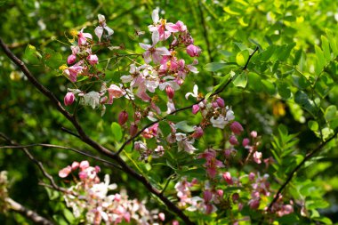 Cassia javanica çiçeği, pembe duş veya elma çiçeği ağacı
