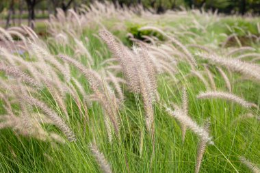 Fountain grass or pennisetum alopecuroides