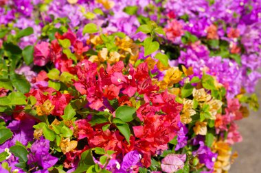 Beautiful bougainvillea flowers with green leaves