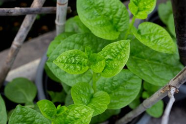 Ceylon spinach or basella rubra linn