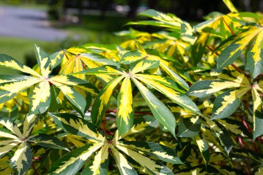 Cassava bitkisi (Manihot esculenta). Yeşil ve sarı yapraklar