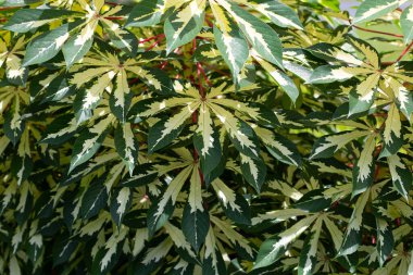 Cassava bitkisi (Manihot esculenta). Yeşil ve sarı yapraklar